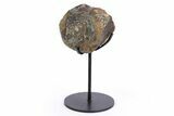 Dinosaur Vertebra Centrum on Metal Stand - Boulahfa, Morocco #252512-1